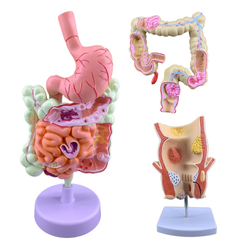 Medical Lab Observer - Q6PA 3D Patoloji Öğretim Modeli, Laboratuvar