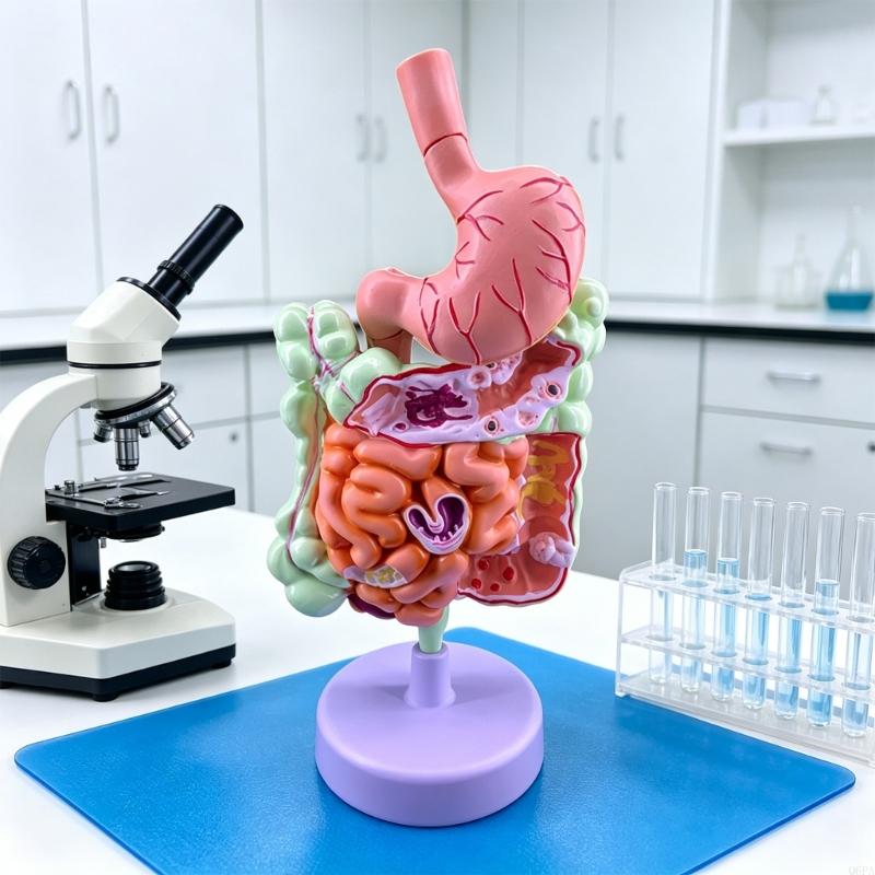 Q6PA 3D Patoloji Öğretim Model - Medical Lab Observer incelemesi ve fiyatı