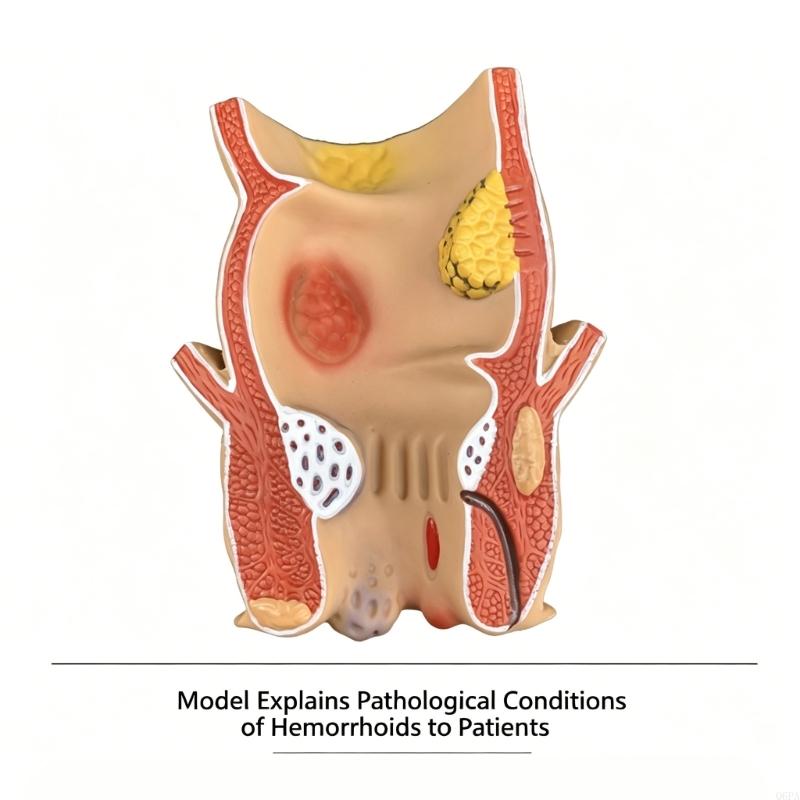 Q6PA 3D Patoloji Öğretim Model - Medical Lab Observer incelemesi ve fiyatı